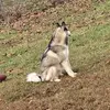 KrisCrowe43663 - @kriscrowe43663 - TikTok