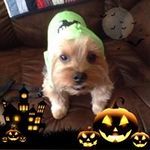 Kris Temple Davidson - @templedavidson - Instagram
