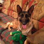 Kris Fitzgerald - @emmabeargsd - Instagram