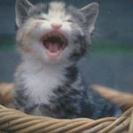 Kris Fitzgerald - @jaxom229 - Instagram