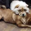 krisfitzgerald21 - @krisfitzgerald21 - TikTok