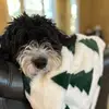 WhoDeyNorth - @krisfoley - TikTok