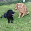 Powerhouse Mastiffs - @krisforrest25 - TikTok