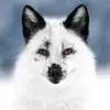 KrisFox - @kris_petfox - TikTok