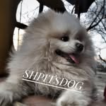 kris  German Spits - @shpitsdog - Instagram