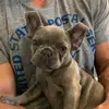 Kris Giese - @myblue_frenchie - TikTok