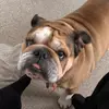 kristygoddard915 - @mabelthesablebulldog - TikTok