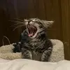 Kristine Gorman - @kristine.gorman - TikTok