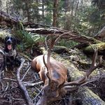 Kris Harrison - @fiordland_finders - Instagram