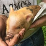 Kris P. Bacon Huffman - @krisp.bakon - Instagram