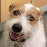 Kris Kern - @max_detweiler_the_dog - Instagram