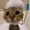 krisssss.milashkrrr - @krisslapp - TikTok