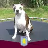 Kris Pickering - @avfcpickaxe - TikTok