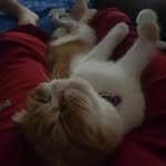 kris purcell - @krisp.79 - Instagram