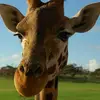 krisredding833 - @krisredding833 - TikTok