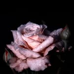 Kristin Reddington - @kristinreddington - Instagram