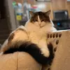 Kristy Schafer - @kristyschafer7 - TikTok