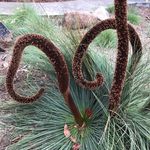 Kris Schaffer - @bushfoods - Instagram