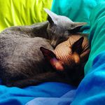 Kris&Silver&Ozzy - @kris_silver_ozzy - Instagram