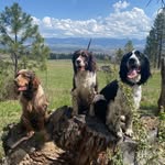 Kris Specht - @spechts_springers - Instagram