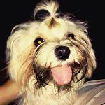 kris. SwiftKey - @kris.swiftkey - Instagram
