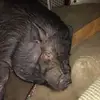Kris Thornton - @kris.thornton3 - TikTok