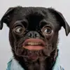 antoniokrista_schimm - @antoniokrista_sch - TikTok