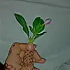KristaBest - @sonyasbpn5x - TikTok