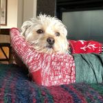 Krista Carpenter - @colonelmollypopcornbrown - Instagram