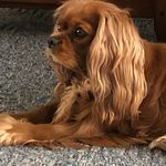 Liz Roberts & Krista Roberts - @venrose_cavaliers - Instagram