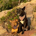 Krista Cheney - @crazy.mixed.nuts - Instagram