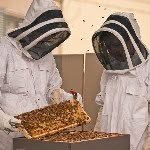 Krista Conner - @seattlebeeworks - Instagram
