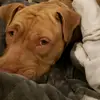 Krista Dean - @who.is.grace22 - TikTok