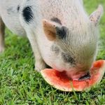 Krista McCrory Dobbs - @rootiethepig - Instagram