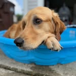 Krista Moser Dyer - @kristamdyer - Instagram
