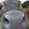 Kris Knutson425 - @krisknutson0 - TikTok