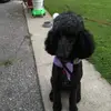 Poodle_mama - @kristan_pollock - TikTok