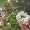 Krista Sheppard - @krista.sheppard8 - TikTok