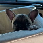 Kristina Birgitta Stratton - @maddiethefrogdog - Instagram