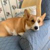 Kristen Bouchard - @corgiandkristen - TikTok