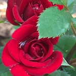 Kristen Cates - @cates_1913 - Instagram
