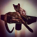 Kristen Cloud - @_dexter_the_savannah_ - Instagram