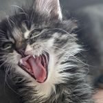 Kristen Louise Devoe - @themamabear40 - Instagram