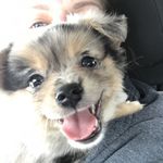 Kristen Maxwell - @a.pomchi.named.lola - Instagram