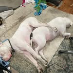 Kristen Maxwell - @kali_girl_82 - Instagram