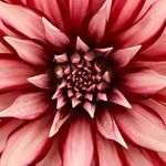 Kristen Ness Ayers - @kjnesspics - Instagram