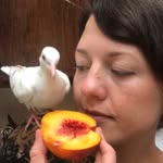 Kristen Orr - @bird_vogue - Instagram