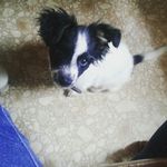 kristen higgins - @kristen_and_patches - Instagram