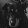 Kristen proctor  - @sherlockproctor - TikTok