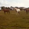 Kristen Schmid - @kristen.schmid - TikTok